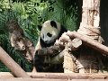 Pandas (045)